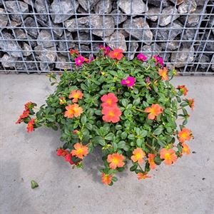 Afbeelding van Portulaca schaal 23cm Actie Mix